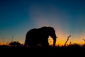 How to Eat an Elephant