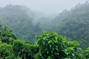 Welcome to the Marketing Jungle!